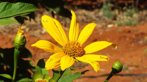 Close-up of yellow flower