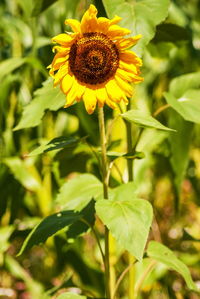 Close-up of sunflower on plant