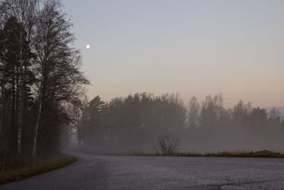 Road passing through forest