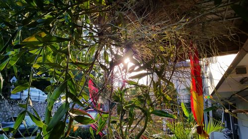 Low angle view of plants and trees