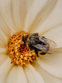 Close-up of bee pollinating on flower