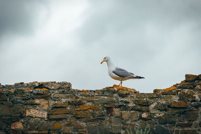 Low angle view of seagull perching on wall