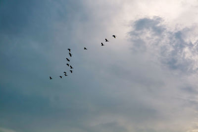 Low angle view of birds flying in sky