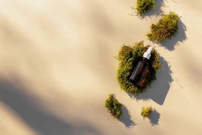 High angle view of plant against sky