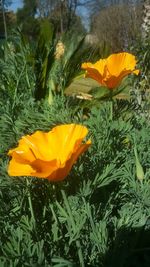 Close-up of yellow flowers