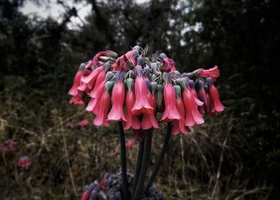 Close-up of pink flowering plant on field