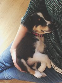 High angle view of dog sitting at home