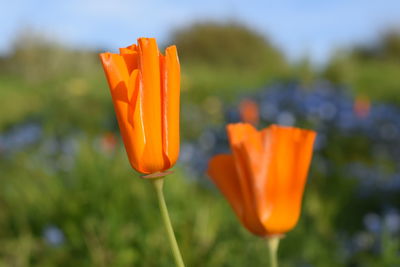 Close-up of orange flower in field