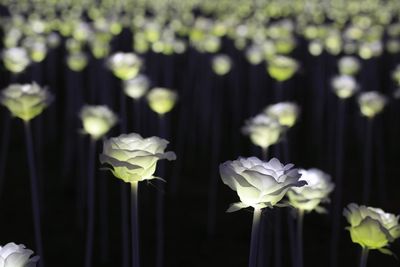 Illuminated roses in garden at night