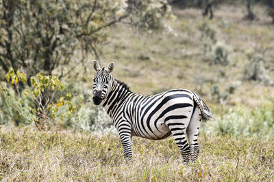 Zebra in a field