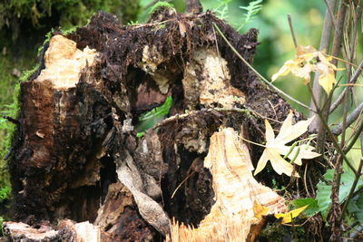 Close-up of a tree trunk