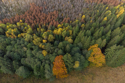 High angle view of pine trees on field