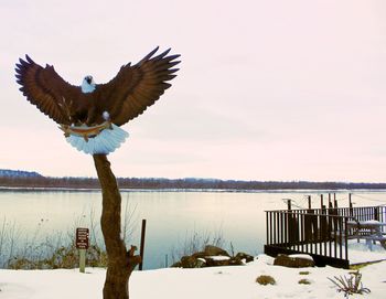 Bird flying over lake against sky