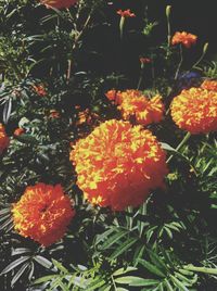 Close-up of red flowers