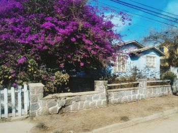 View of trees in front of building