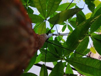 Low angle view of leaves on tree