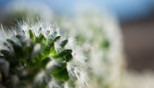 Close-up of wildflowers