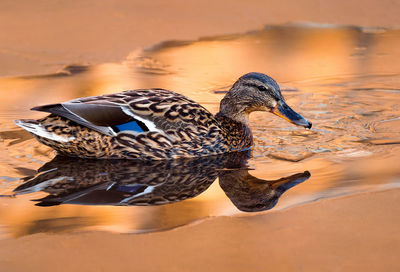 View of a duck in lake