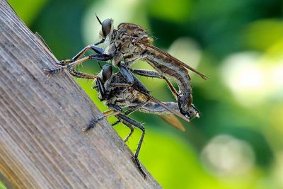 Close-up of insect on wood