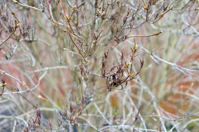 Close-up of insect on tree