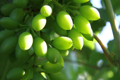 Close-up of fruits growing on tree