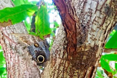 Close-up of bird perching on tree trunk