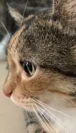 Close-up of a cat looking away