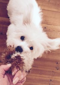 Close-up of hand holding white puppy