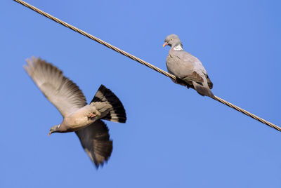 Low angle view of birds flying against clear blue sky