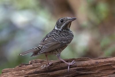 Close-up of bird perching on wood