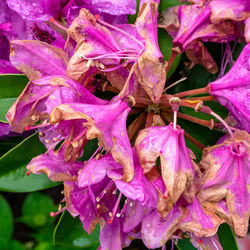 Close-up of purple flowering plants