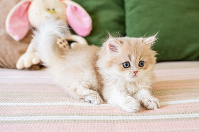 Close-up of cat lying on floor