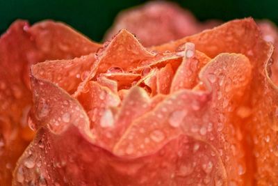 Close-up of water drops on red leaf