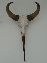 Low angle view of animal skull