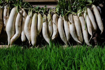 Close-up of fresh vegetables in grass