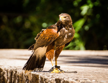 Close-up of bird of prey perching on wood