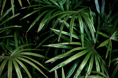 Full frame shot of plants