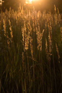 Close-up of stalks in field