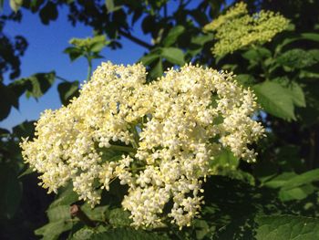 Close-up of white flowers