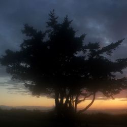 Silhouette of trees at sunset