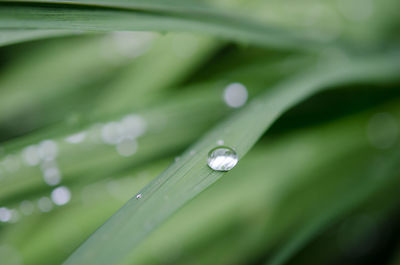 Close-up of water drops on leaf