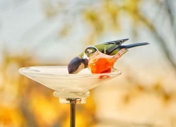 Close-up of bird perching on feeder