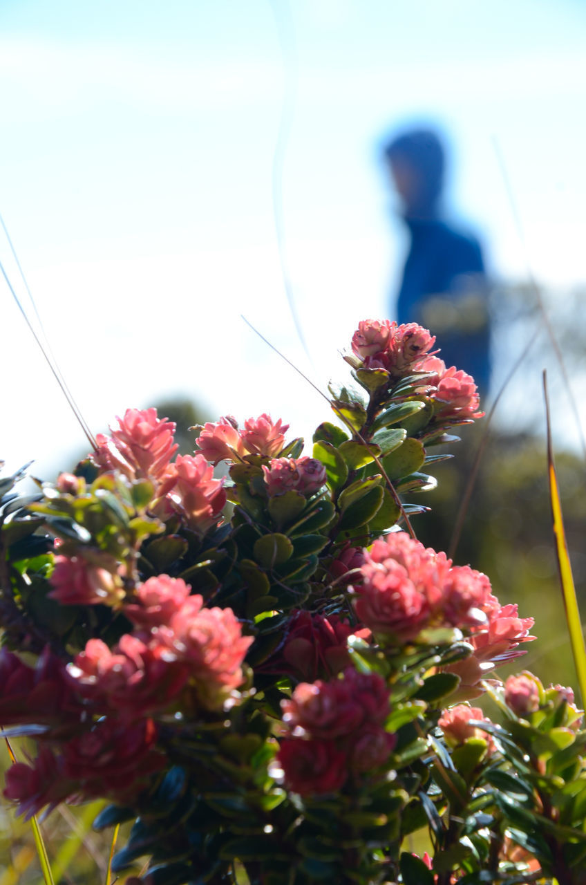 CLOSE-UP OF PINK FLOWERING PLANT