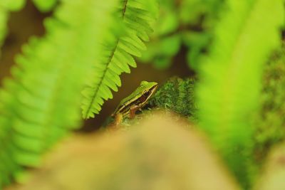 Close-up of fern leaves