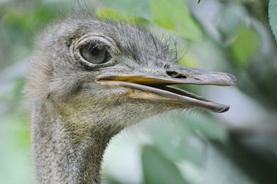 Close-up of bird