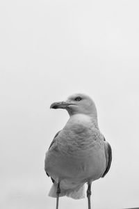 Low angle view of seagull perching against clear sky