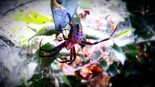 Close-up of insect