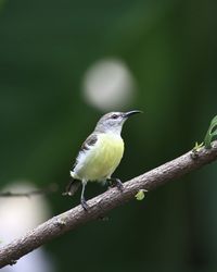 Close-up of bird perching on branch