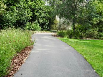Road amidst trees