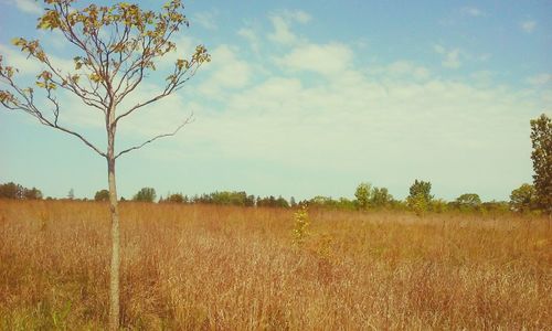 Scenic view of field against sky